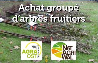 Pays de Herve : Achat groupé d'arbres fruitiers (commande pour le 11 octobre - livraison le 24 novembre à Olne)