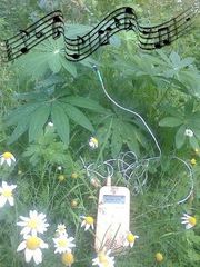 Écoute de la musique des plantes